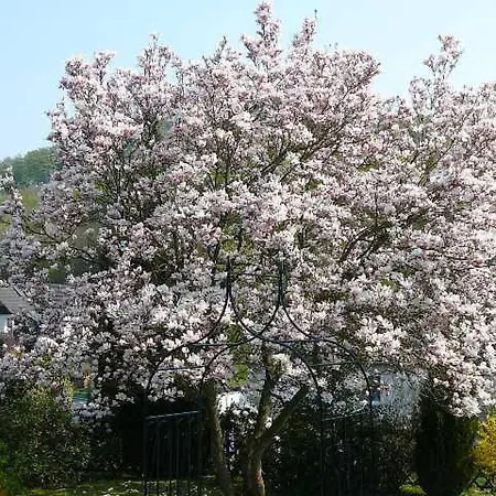 Haus Drei Tannen 3*